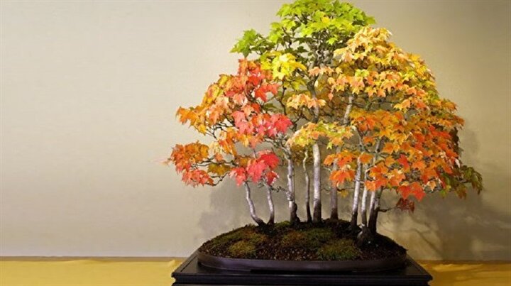 Daha Once Gormediginiz Cesitleri Ile En Guzel 18 Bonsai Agaci