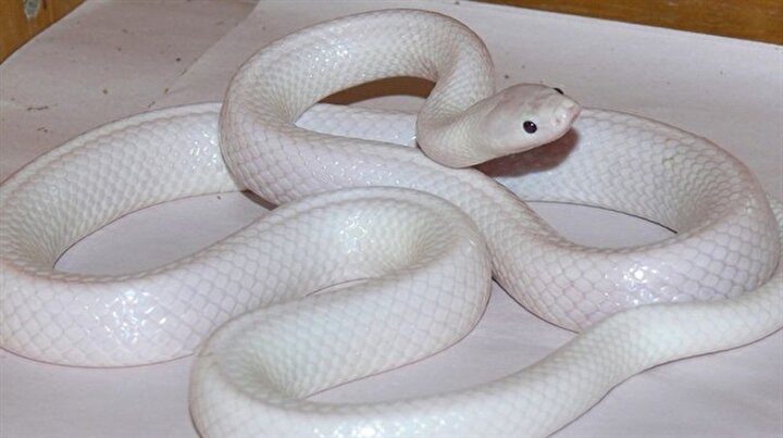 albino yilan gorenleri sasirtiyor