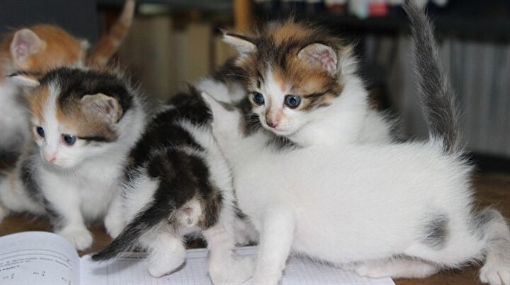 yeni safak