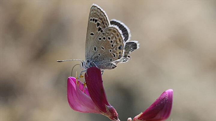 Sadece Vanda uçabilen kelebek Rose