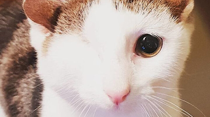 4 Kulakli Ve Tek Gozlu Yeni Safak
