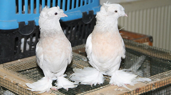 araba fiyatina guvercin yeni safak