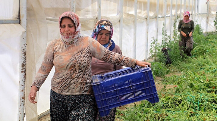 Onlar bayramı evde değil, serada geçiriyor: Türkiye için var güçleriyle çalışıyorlar