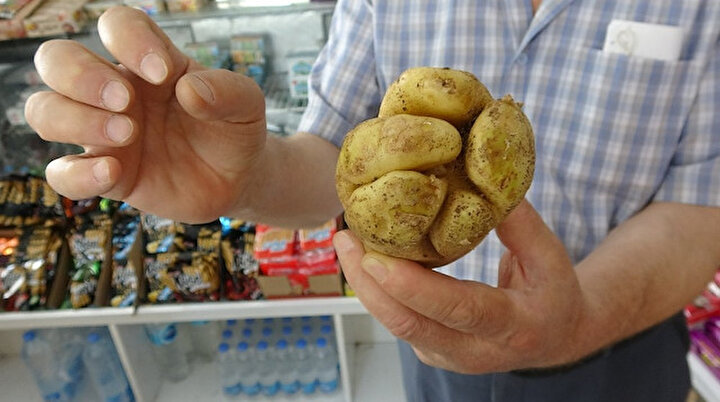 Yumruk değil patates: Müşterilerin ilgisine sunuldu