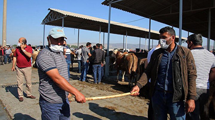 Değnekle pazarlık dönemi başladı: Kurbanlıklar görücüye çıktı