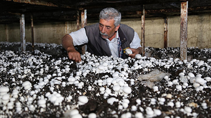 Korkuteli Türkiyenin mantar merkezi: Evinin alt katında yılda 50 ton üretiyor