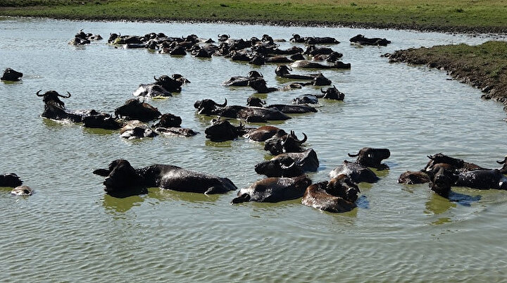 Serengeti değil Muş: Sıcaktan bunalan mandalar Karasu Nehrinde serinliyor