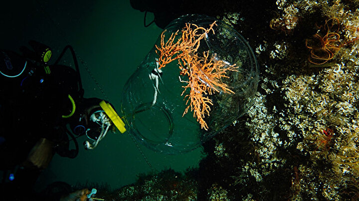 Marmara Denizinde büyük mercan ekimi: Organ nakli gibi