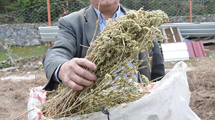 Koronavirüsle beraber satışları patladı: Kekik yağı köylülerin geçim kaynağı oldu