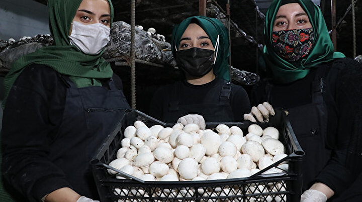 Vanda bir yıl önce kurulan tesiste aylık 20 ton mantar üretiyorlar: Siparişlere yetişemiyoruz