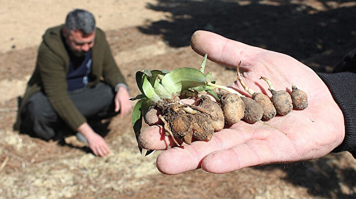 Toroslar’da atıl tarlalar ’beyaz altın’ salep ile ekonomiye kazandırılacak