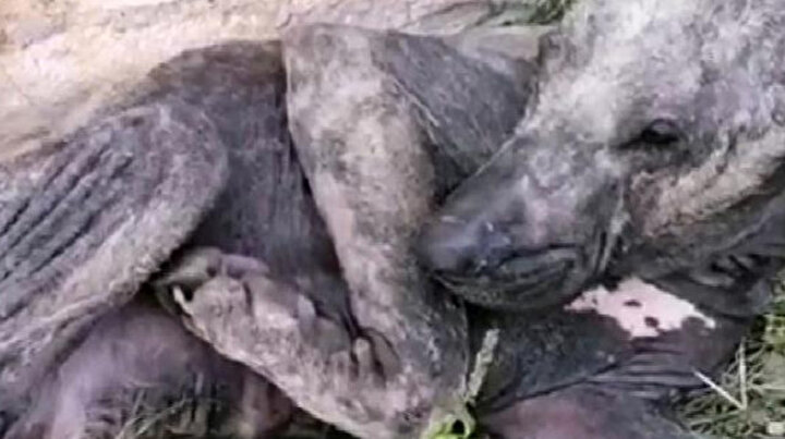 Ölmek üzereyken bulundu: İlk ve son hali görenleri şaşırttı
