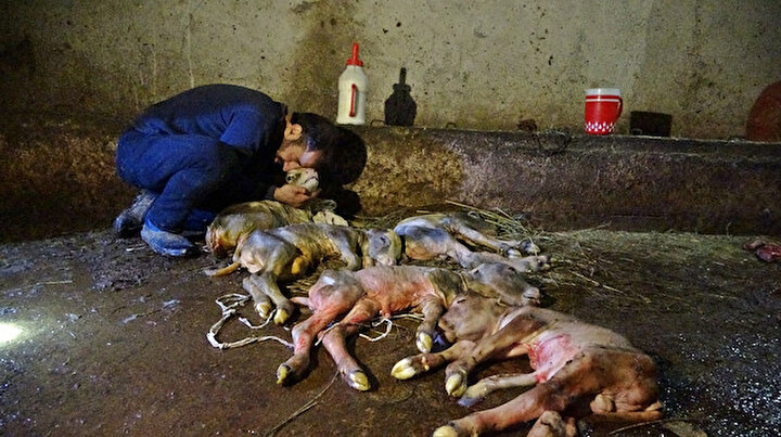 Kestirdiği ineğinden beş buzağı çıkınca hüngür hüngür ağladı
