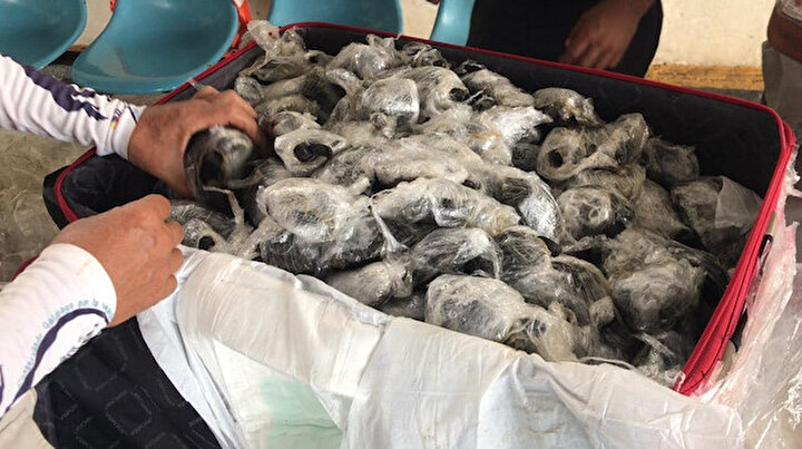 Valizin içinden çıkanlar şoke etti: Tam 185 tane plastiğe sarmışlar