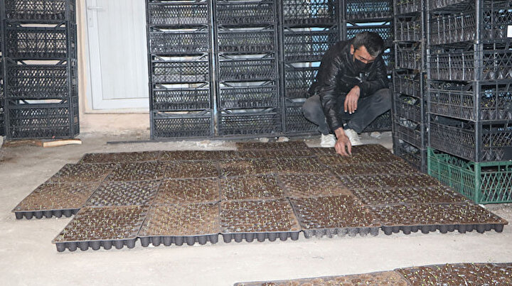 Bu iş için kiraya çıkıp evini seraya dönüştürdü: Bu yıl 300 bin lira gelir bekliyor
