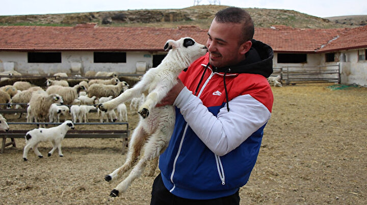 Yüzlerce kuzu anneleriyle böyle buluştu: Yanağımdan öper misin?