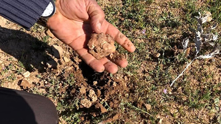 Arazilerde altın aranır gibi aranıyor: Sadece iki ay tüketilen bu lezzetin kilosu 200 lira