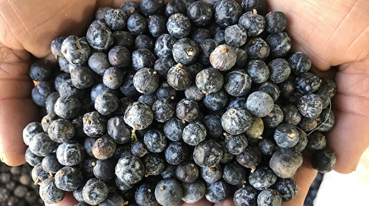 Tek başına günde 15 kilo topluyor: Birçok hastalığa şifa kaynağı