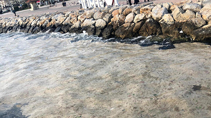 Gemlik sahili bembeyaz oldu: Görenler şaştı kaldı