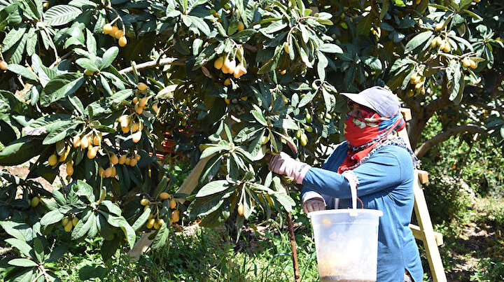 Pazar tezgahlarında kilogramı 5 TL’den satılan Malta eriğinde üreticiler siparişlere yetişemiyor