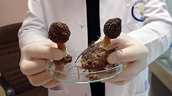 Kuzu göbeği mantarını laboratuvar ortamında üretmeyi hedefliyorlar: Dünyada ilk olacak