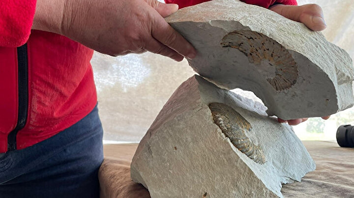 En az 15 tür var: Ordu’da ’65 milyon yıllık fosil bulundu’ iddiası
