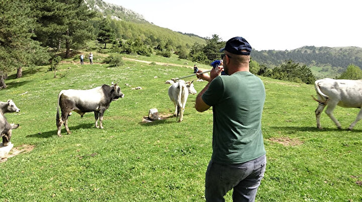 Kendi başlarına yaşıyorlar: Dağda kurbanlık dana avı