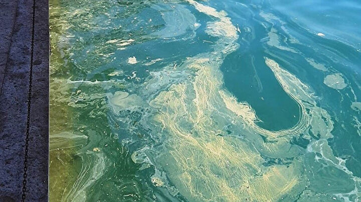 ayvalik ta deniz salyasi alarmi yeni safak