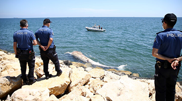 Denizde gören polisi aradı: Mersin sahilinde ölü balina bulundu