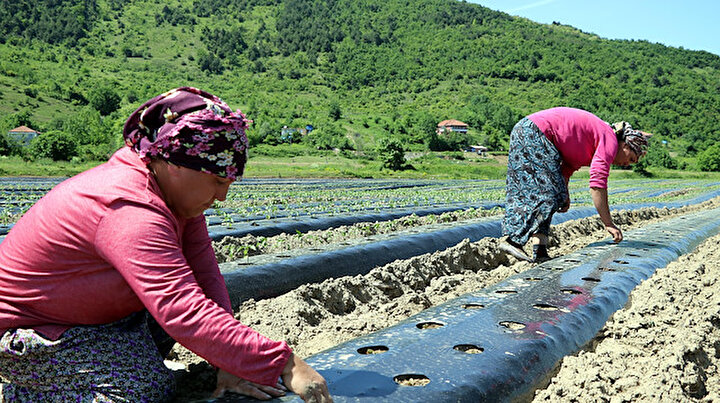 Çocukluk arkadaşları bir araya gelip 2,7 milyon TL yatırımla tarıma başladı: Şimdi 20 kadına istihdam sağlıyorlar
