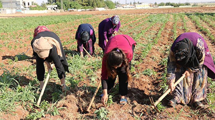Şanlıurfalı tarım işçileri 40 derece sıcakta çapa yapıyor: Koronadan uzakta günde 50 lira kazanıyorlar