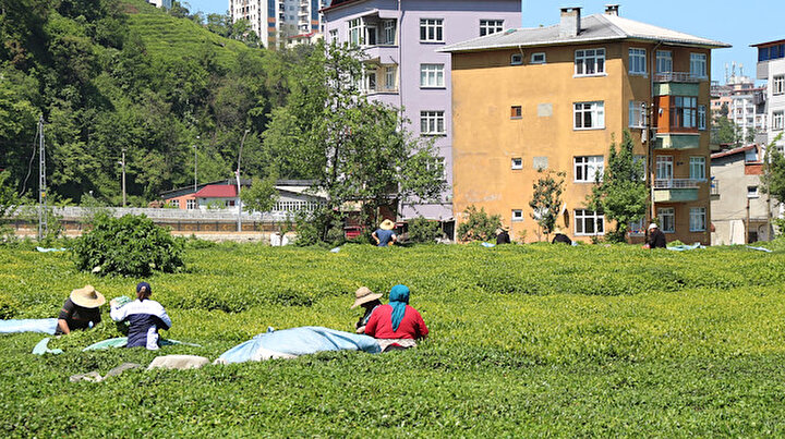 Çaykur alım kapasitesini aştı: ‘Acele etmeyin