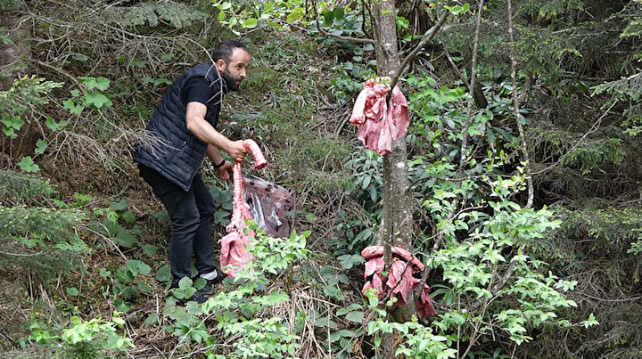 Ayılar köylere inmesin’ diye çareyi ormana ‘sakatat’ bırakmakta buldular