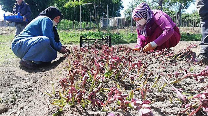 Orduda fındık bahçeleri olan çift salep de üretmeye başladı: Kilosu 150 liraya satılıyor