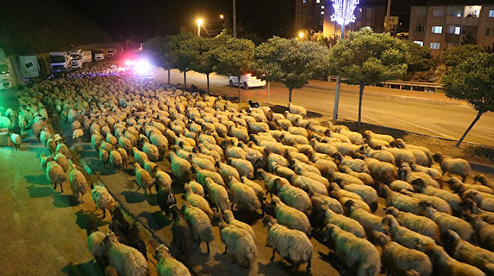 Görenler şaşkına döndü: Polis eskortluğunda 10 bin koyun geçişi