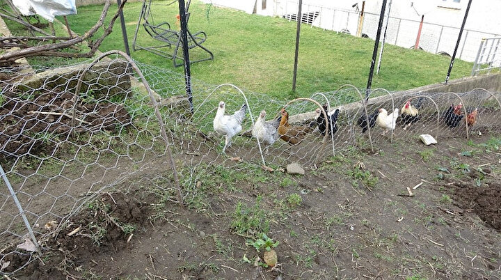 Karabüklü vatandaştan ilginç önlem: Sebzelerini tavuk tüneli ile koruyor