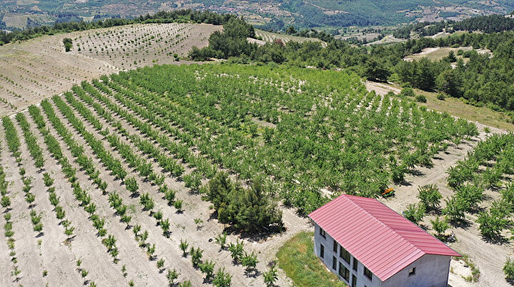 Manisada devlet desteğiyle tarlasına dikti: Şimdi yurt dışına organik olarak gönderiyor