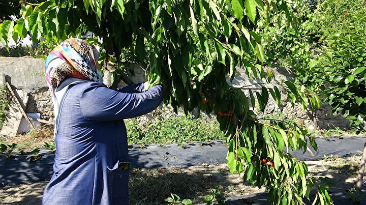 Hayır bahçesi: Burada meyveyi toplamak da yemek de ücretsiz