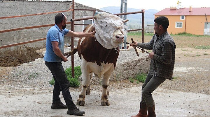 Bir tonluk Paşa isimli kurbanlık tosunun fiyatı dudak uçuklatıyor