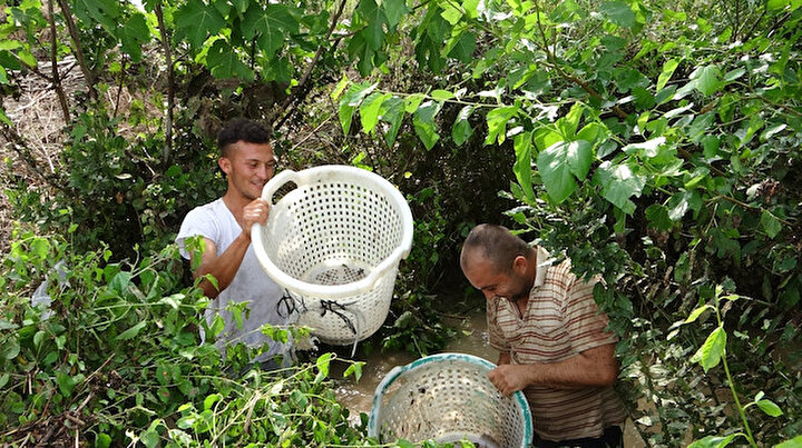 Vatandaşlar seferber oldu: Narenciye bahçesinde balık avı