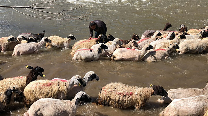 Kurban öncesi kırkılan koyunlar Kars Çayında yıkandı