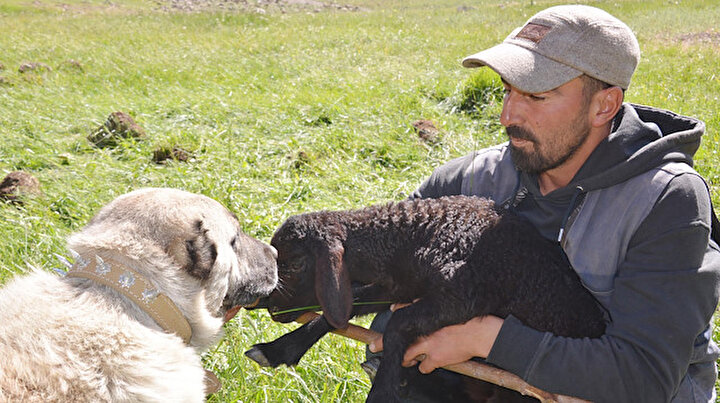 Fenomen çoban 20 günlük göç yolculuğunu tamamladı