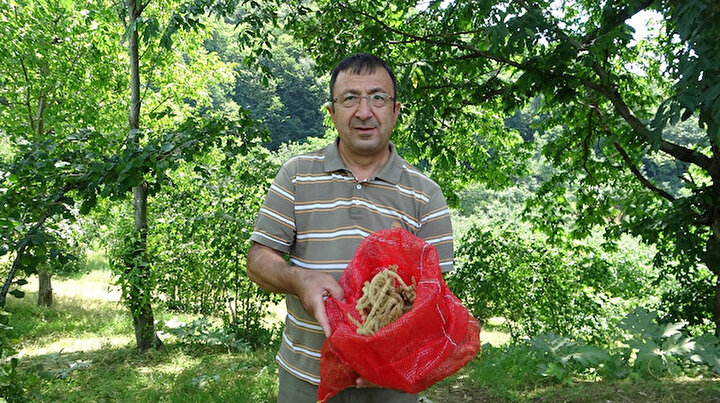 Antioksidan değeri çok yüksek olduğu için kestane çiçeğinden çay yaptı