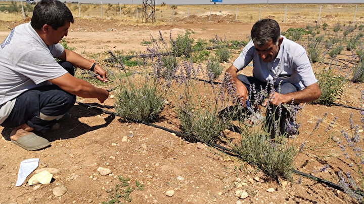 Terörden arındırılan topraklarda şimdi lavanta kokuları yükseliyor