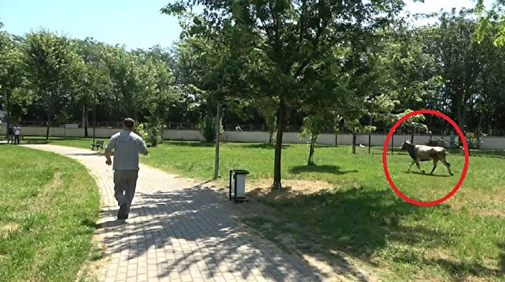 Bursada film gibi olay: Düvenin sahibi gelince gerçek ortaya çıktı