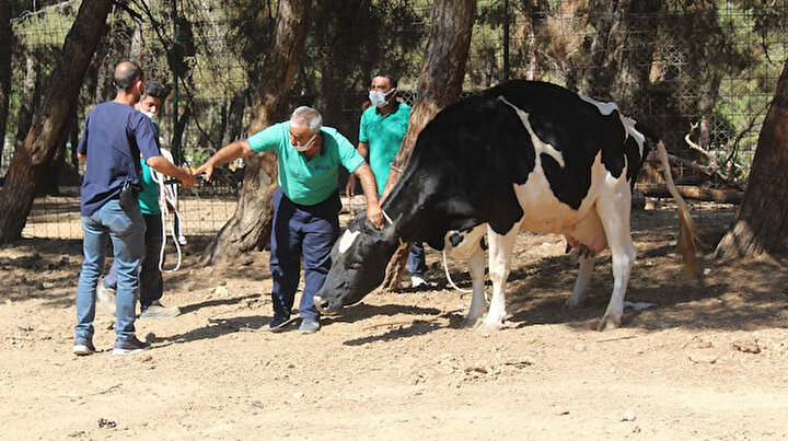 Her gün düzenli spor yapıp kement atma eğitimi alıyorlar: Kurban yakalama timi bayrama hazır