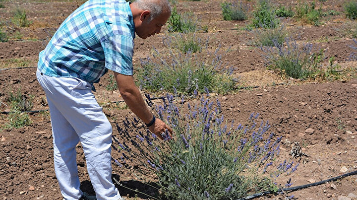 Hüdai Kaplıcalarında alternatif tıp bitkileri yetiştirilmeye başlanıyor