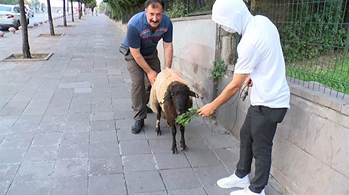 Kurbanlık koyuna 3 buçuk saat bir adım bile attıramadılar