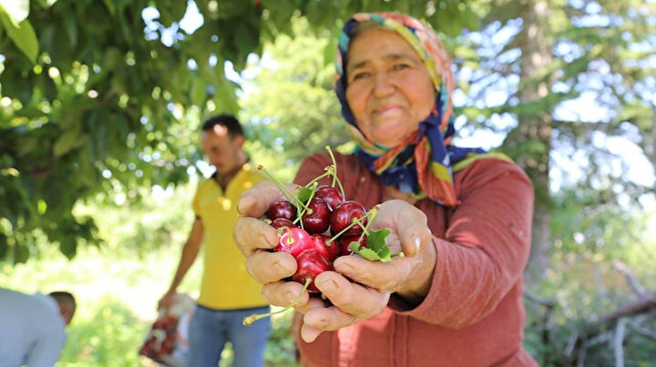Asya ve Avrupanın kirazı Toroslardan gidiyor: Kilosu 35 lira