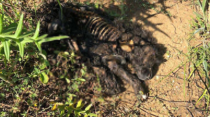 Görünen manzara dayanılır gibi değil: Yavru köpeği diri diri yaktılar